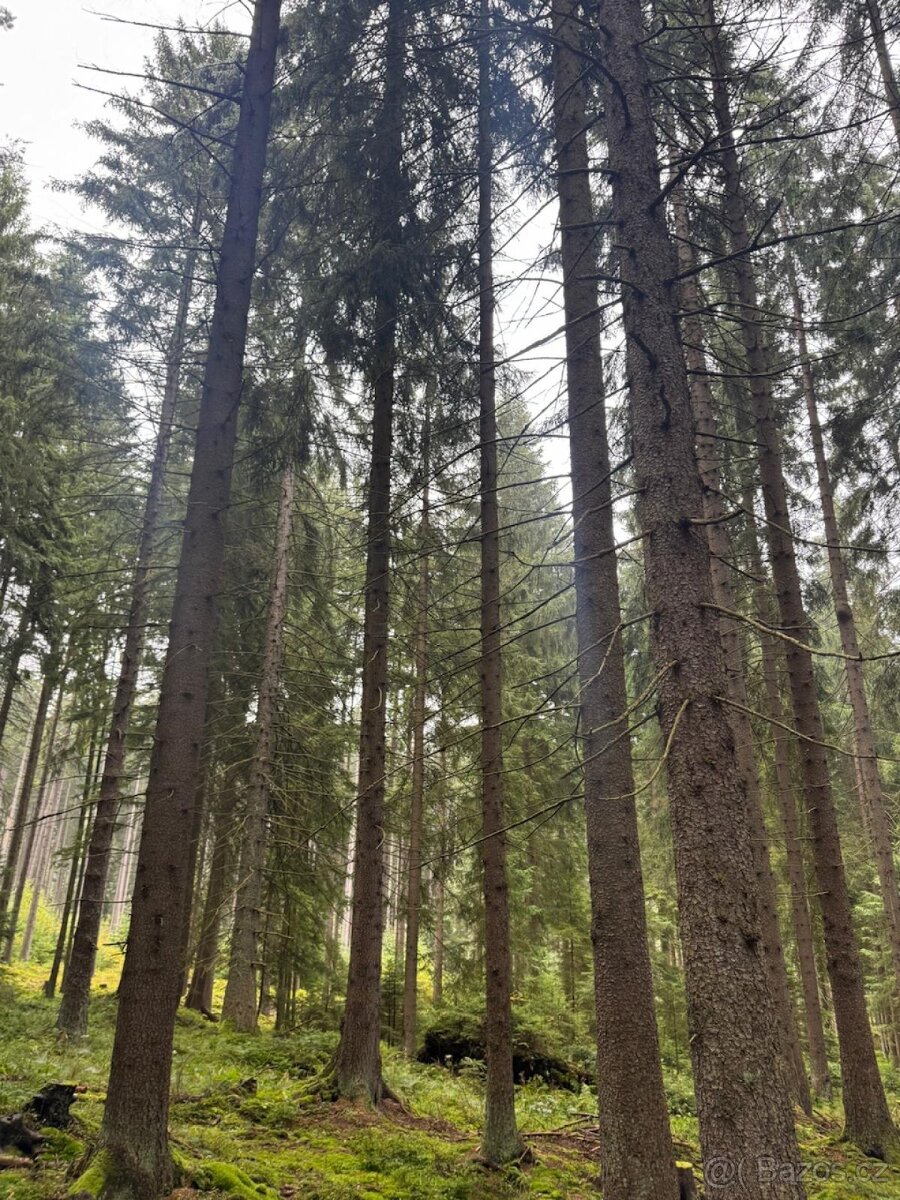 Prodám lesní pozemky v k.ú. Nicov - 2