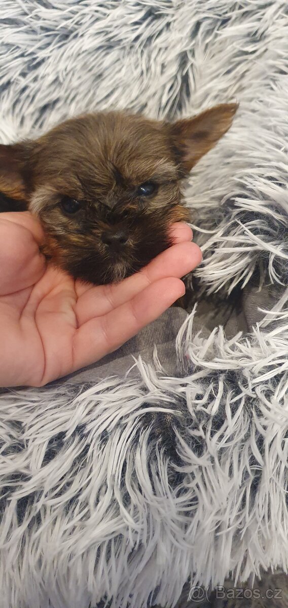 Jorkšírský teriér bez PP - 2