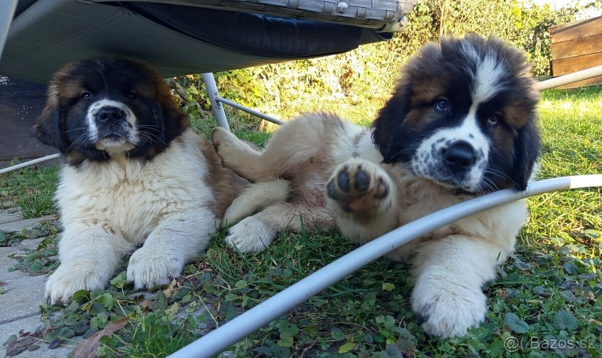 Moskevský strážní pes - ABAKTER - 2