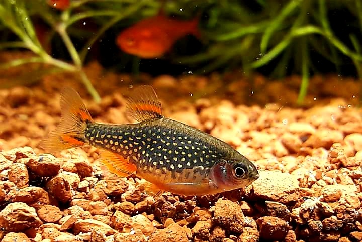 Dánio perlové (Dánio margaritatus) - 2