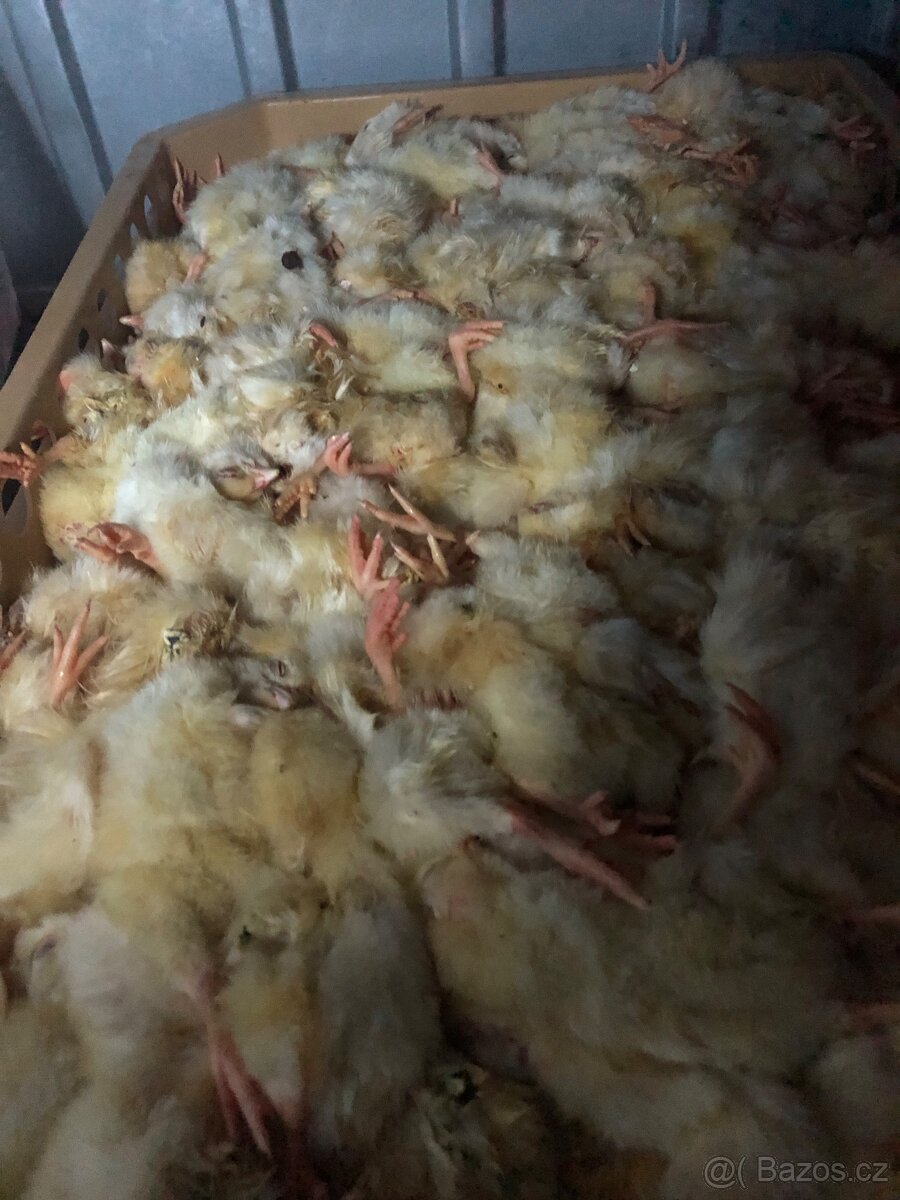 Kuřata na krmeni - 2