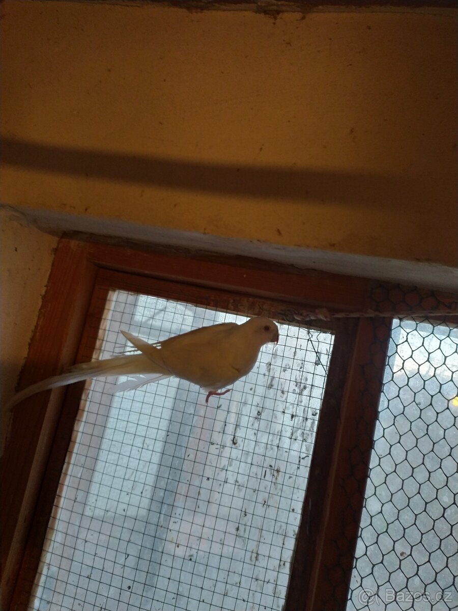 Papoušek Alexandřin princeska - 2