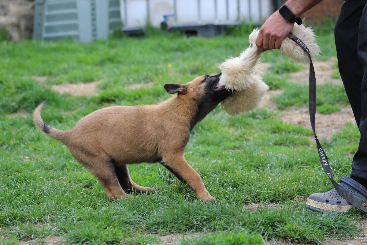 Belgický ovčák malinois s PP - 2