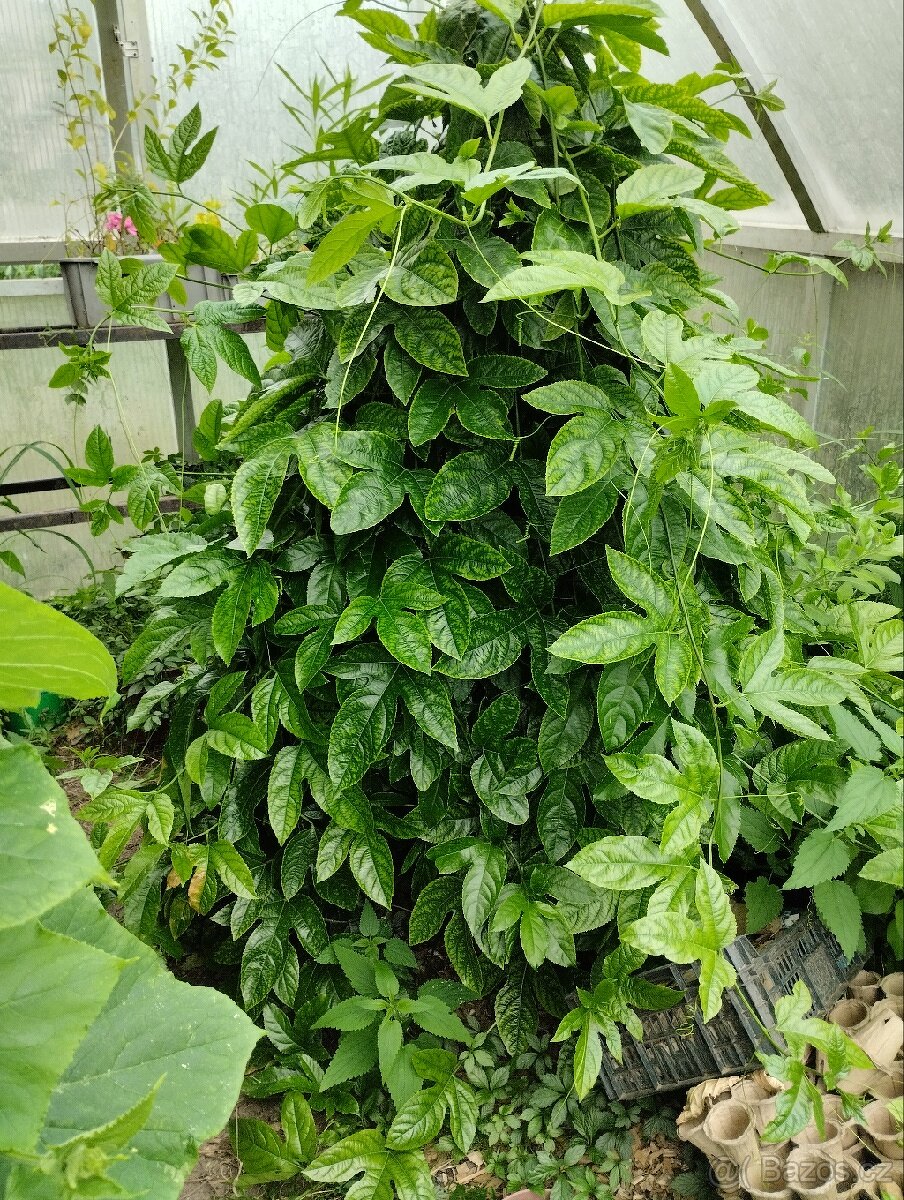 Mucenka - 2