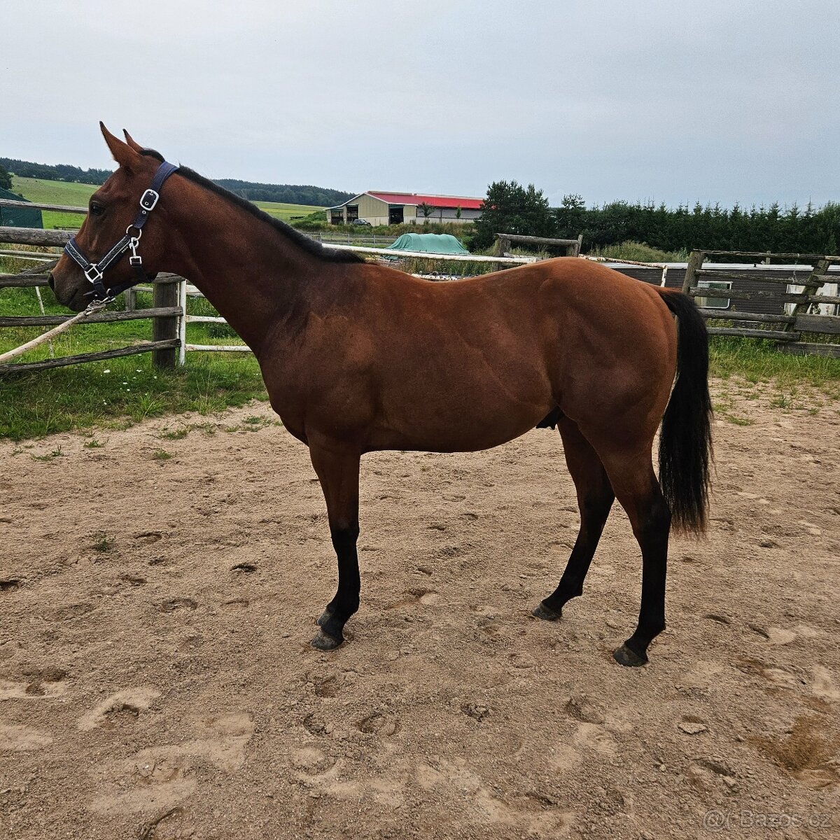 Roční hřebec Paint horse - 2