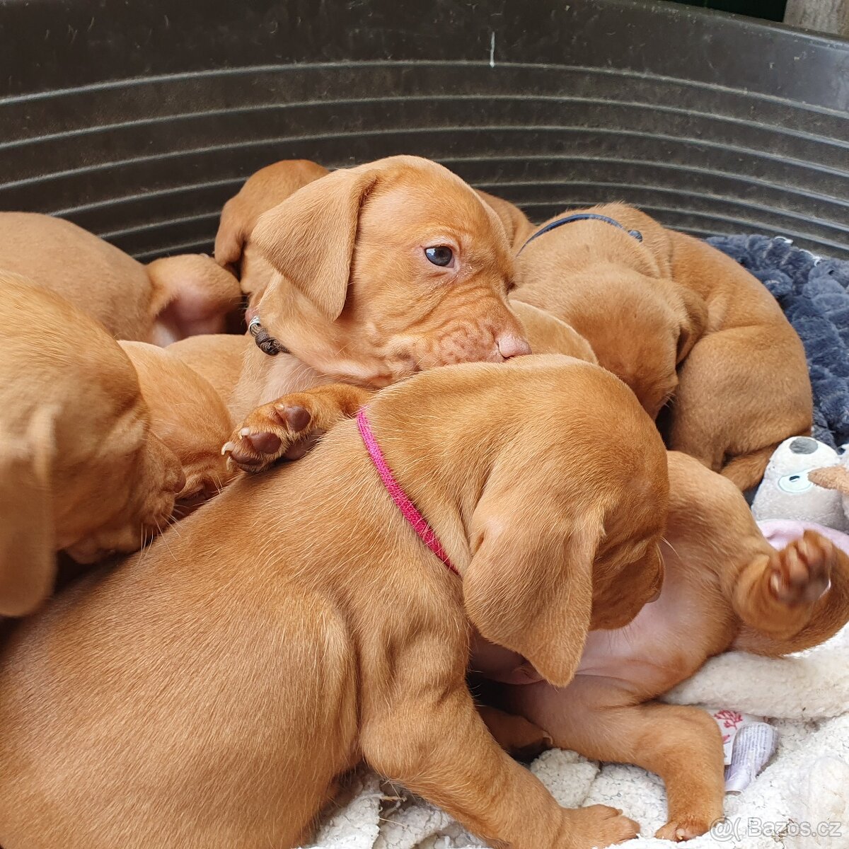 Maďarský ohař krátkosrstý s PP - 2