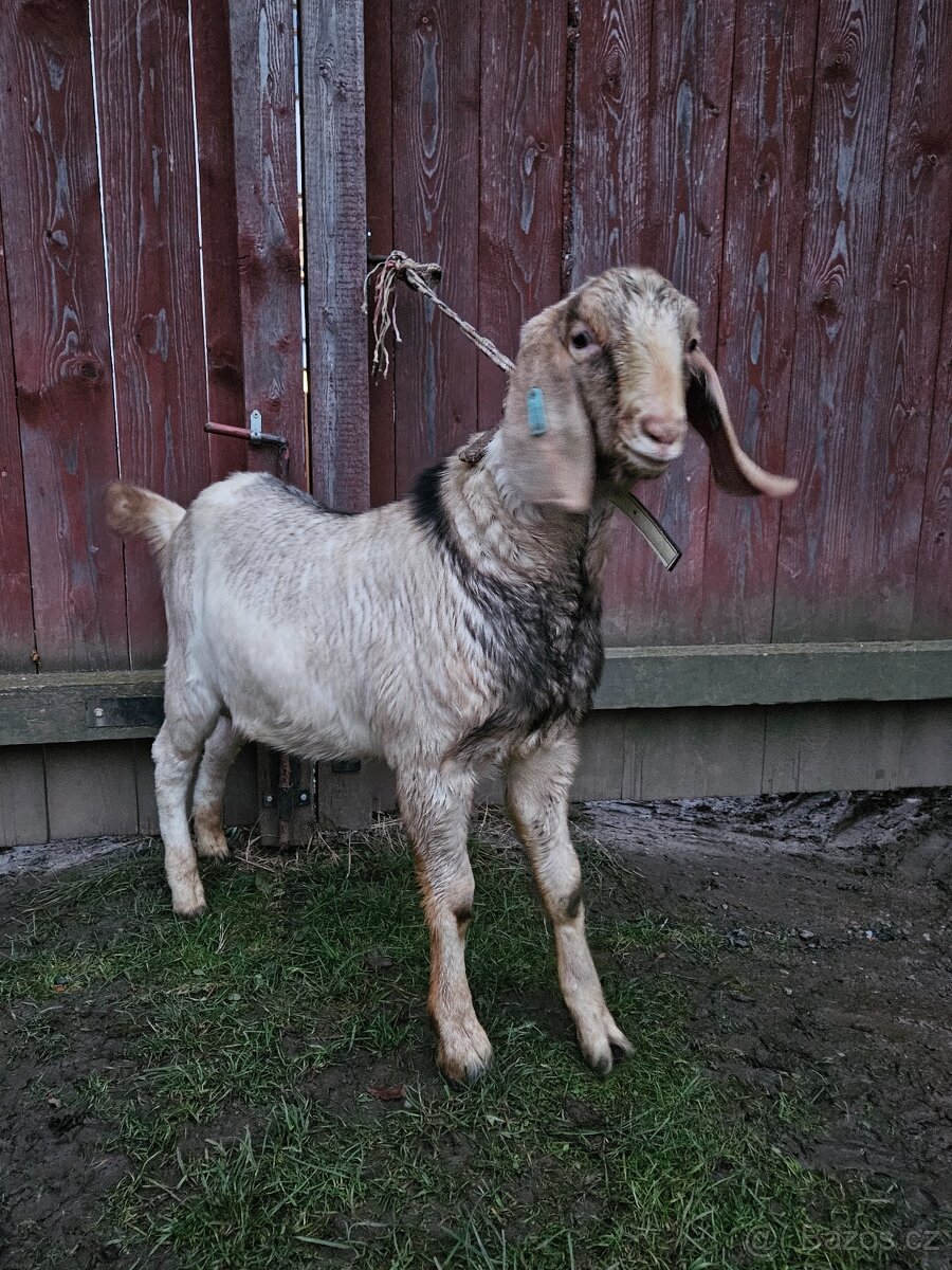 100%AN kozlik s pop - 2