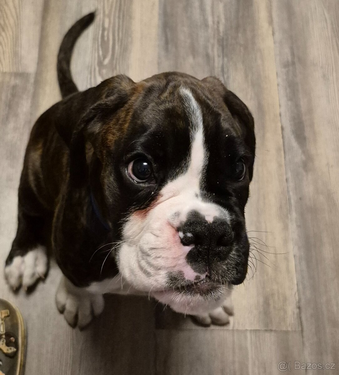 Německý boxer - 2