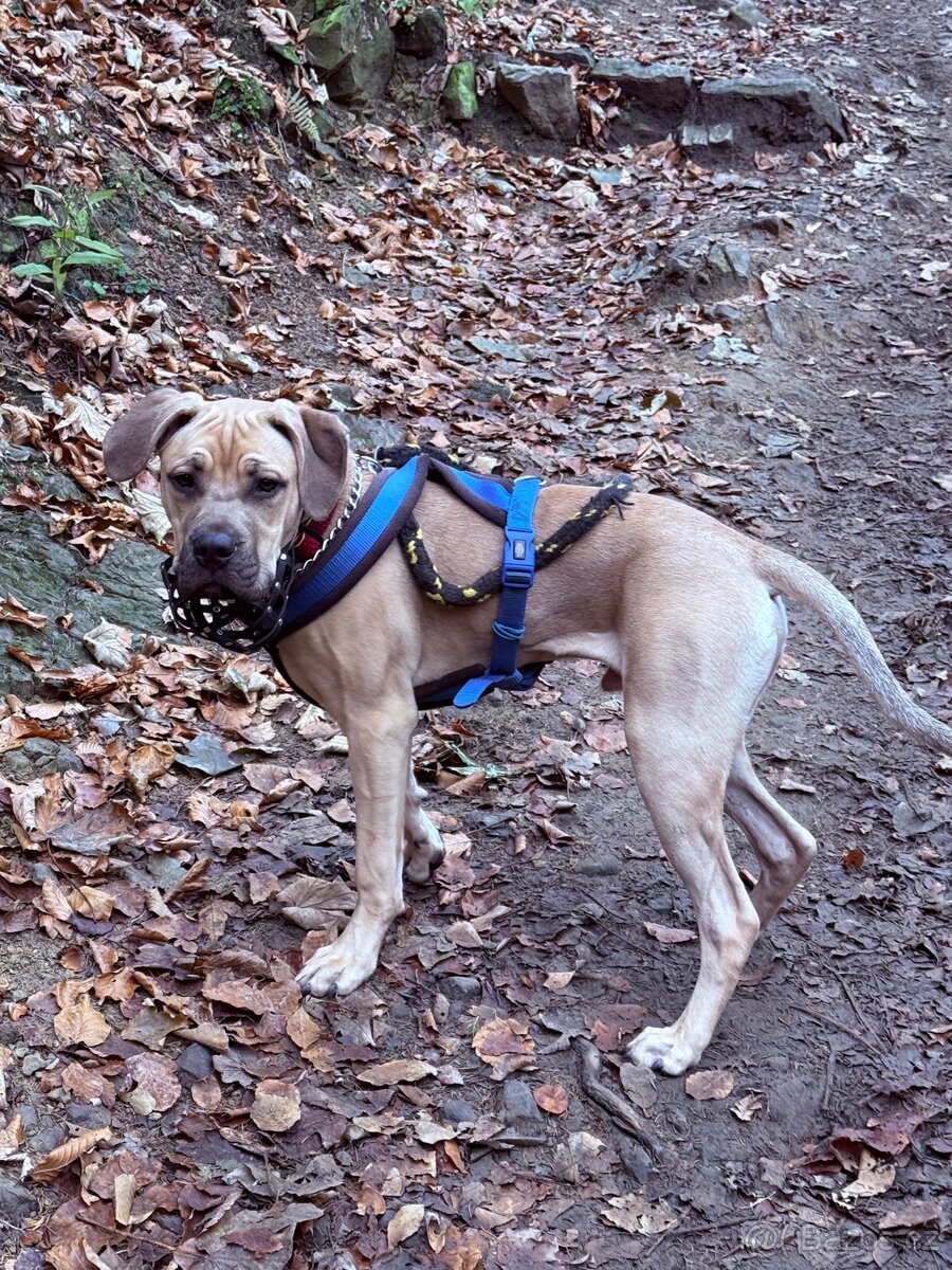 Cane corso s pitbulem - 2