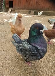 Daruji masné Holuby Gigant, Mondén - 2