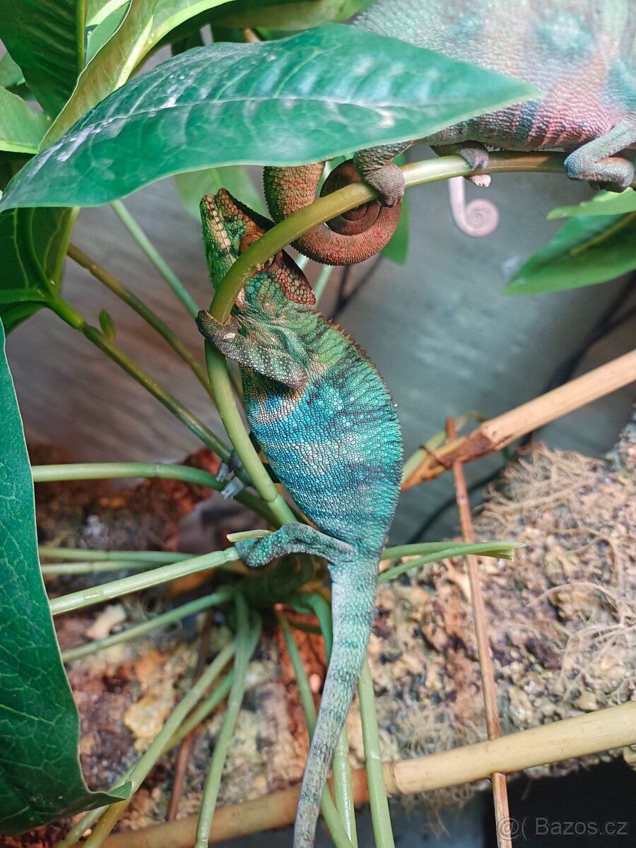 Chameleon Pardálí - 2