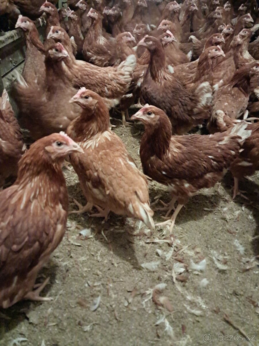 Prodám kuřice - 2