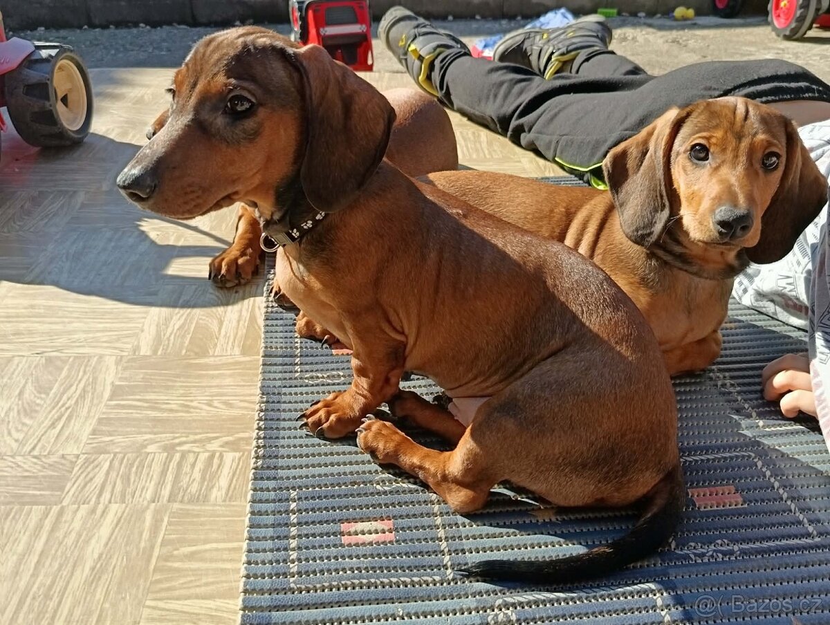 Jezevčík hladkosrstý standart - 2