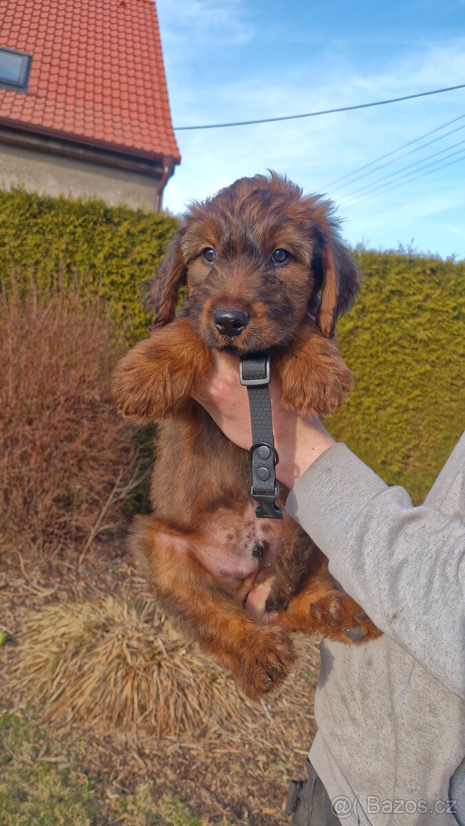 Briard štěňátka s PP - 2