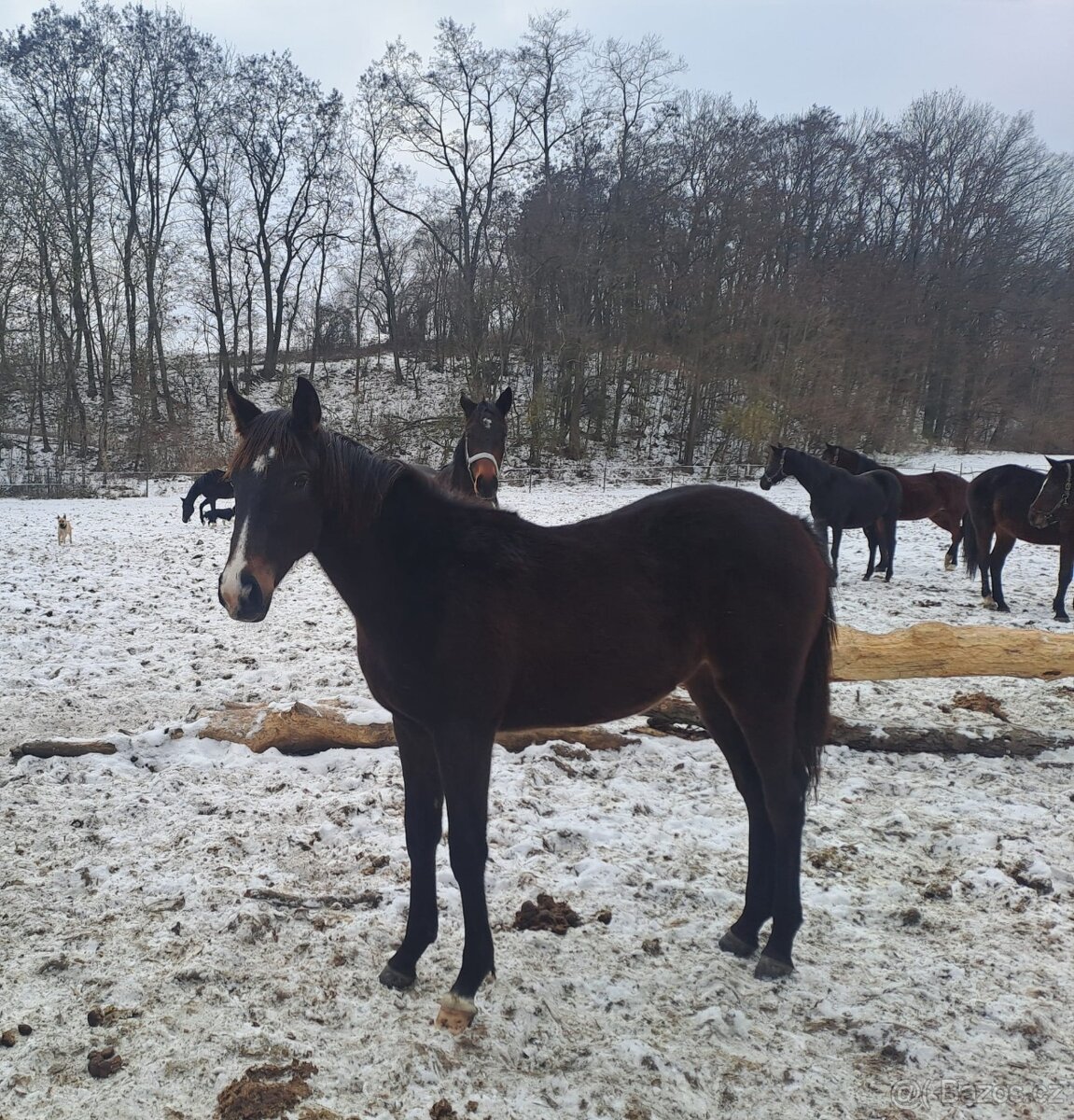 Anglický Plnokrevík - 2