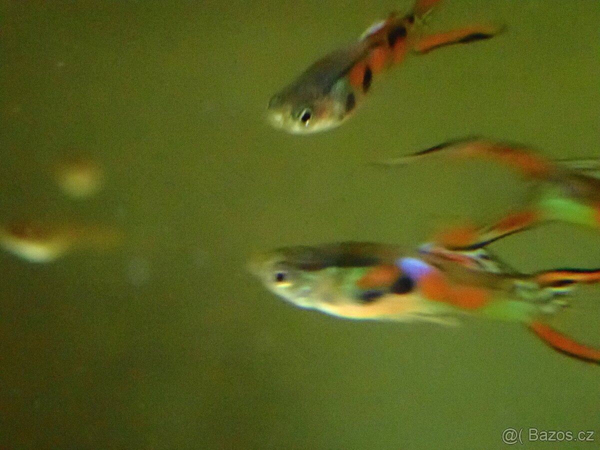 Živorodka wingeova - 2