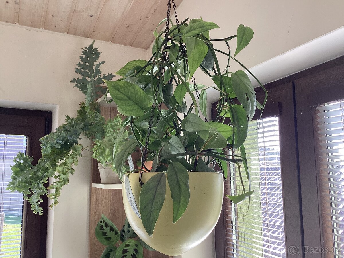 Popínavá rostlina - 2