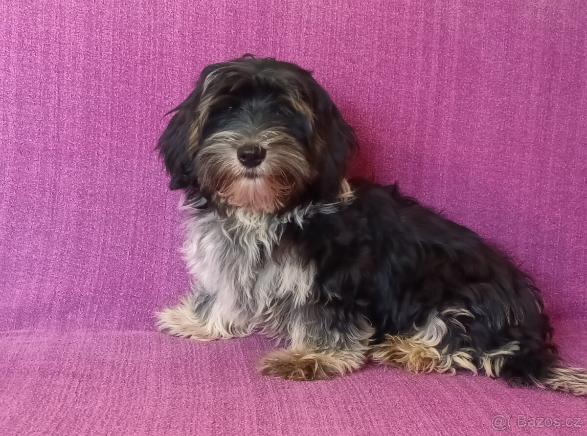 Biewer - pejsci bez pp - 2