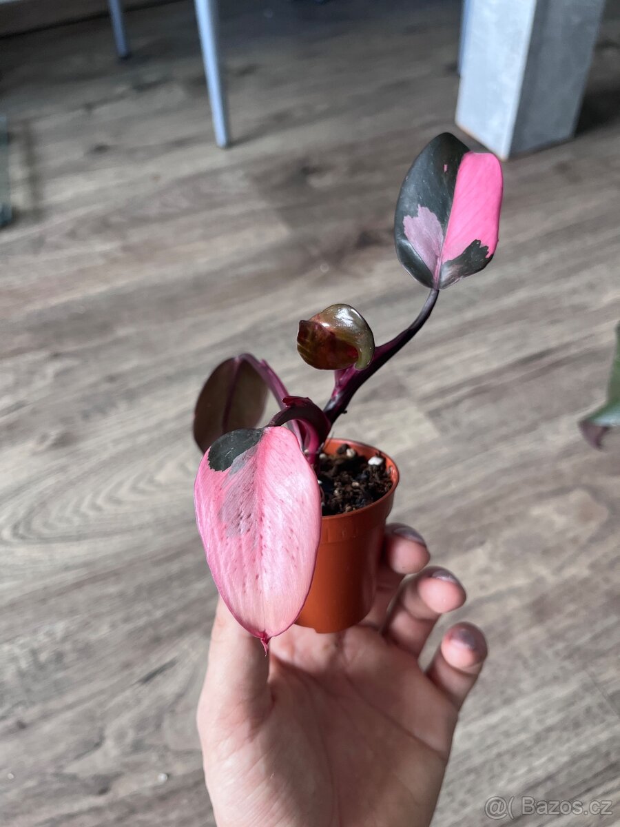 Philodendron Pink Princess - 2