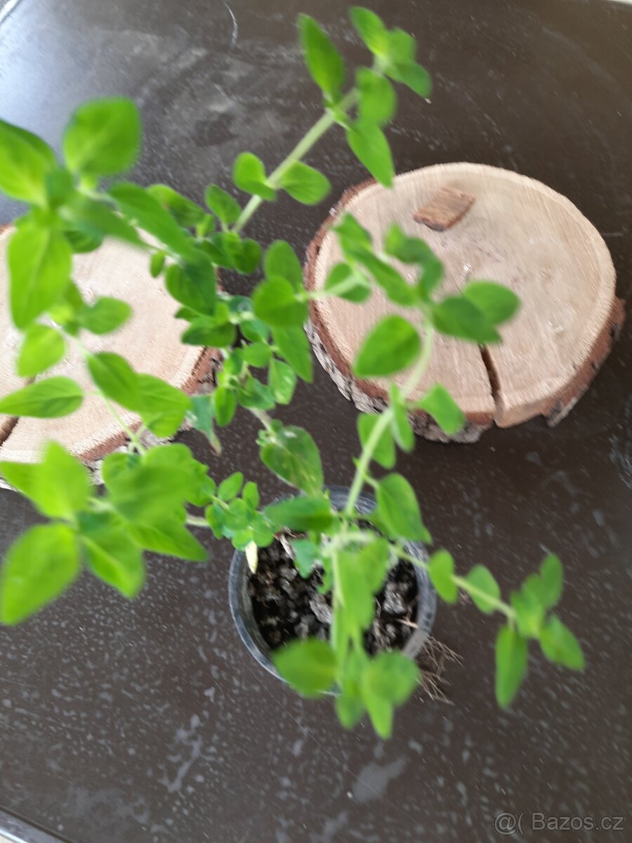 Oregano- bylinka na pizzu, spagety, ryby ap. - 2