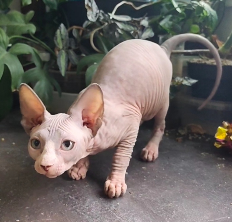 Kanadský sphynx koťátka bez pp - 2