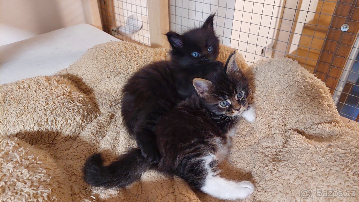 Mainská mývalí - 2