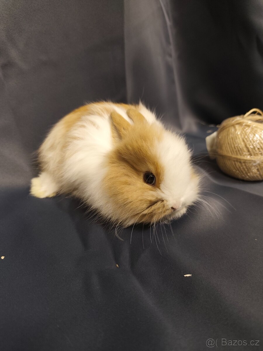 Vymazlení zakrslí králíčci - teddy, minilop, beranek, kratko - 2