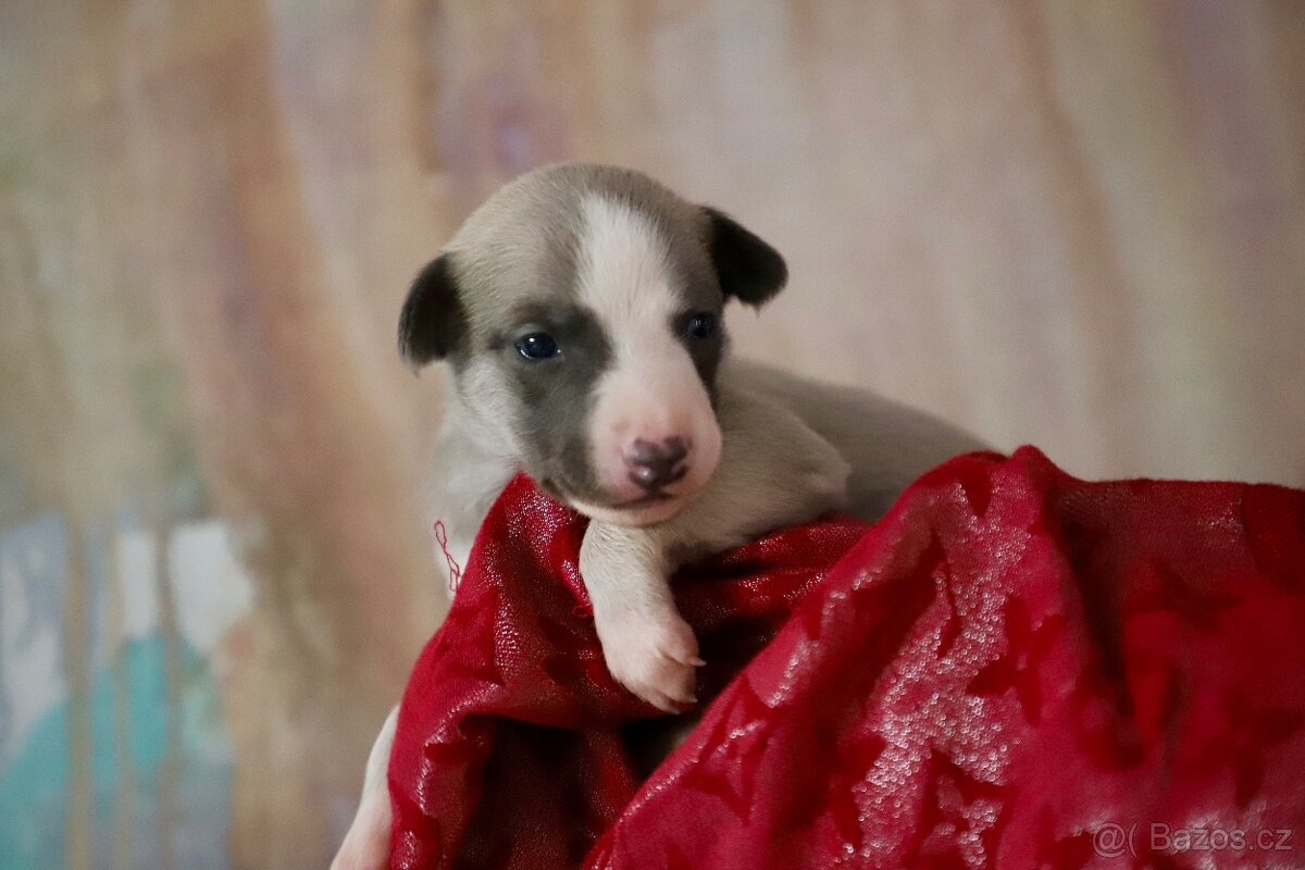 Whippet / Vipet s PP - 2