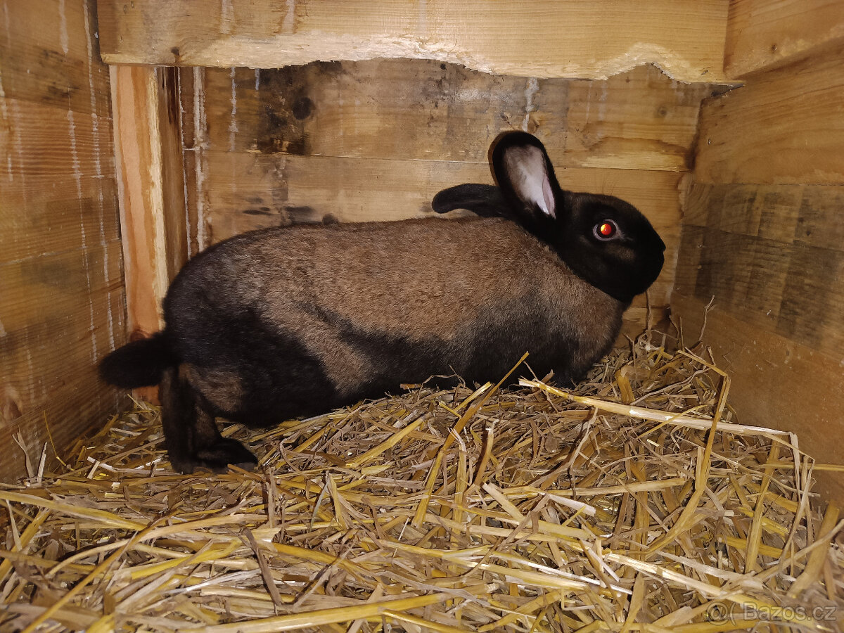 Durynský králík - 2