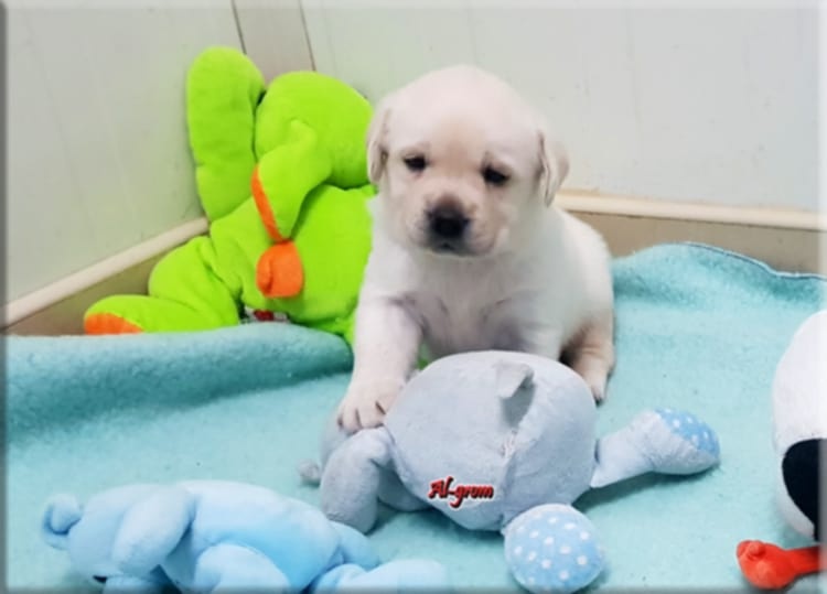 Labradorský retrívr - 2