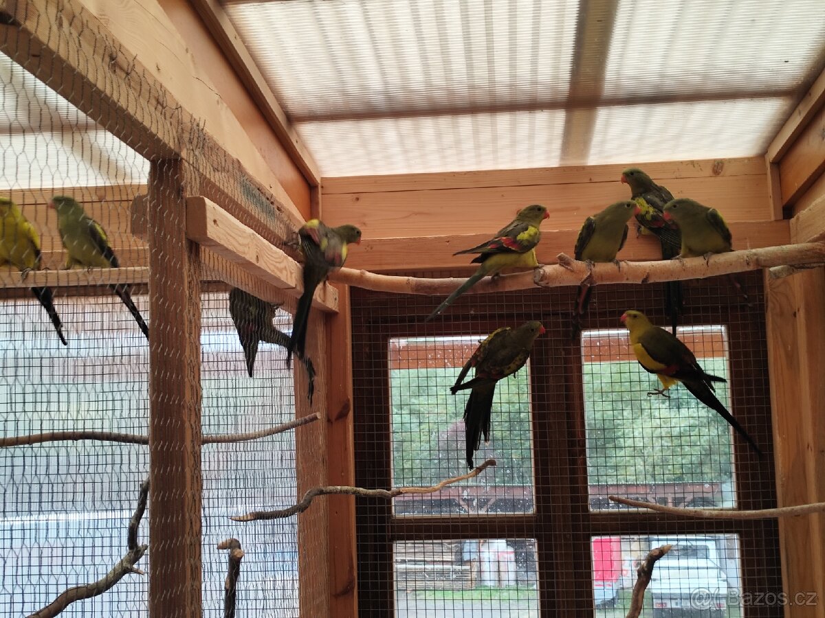 Papoušek horký - 2