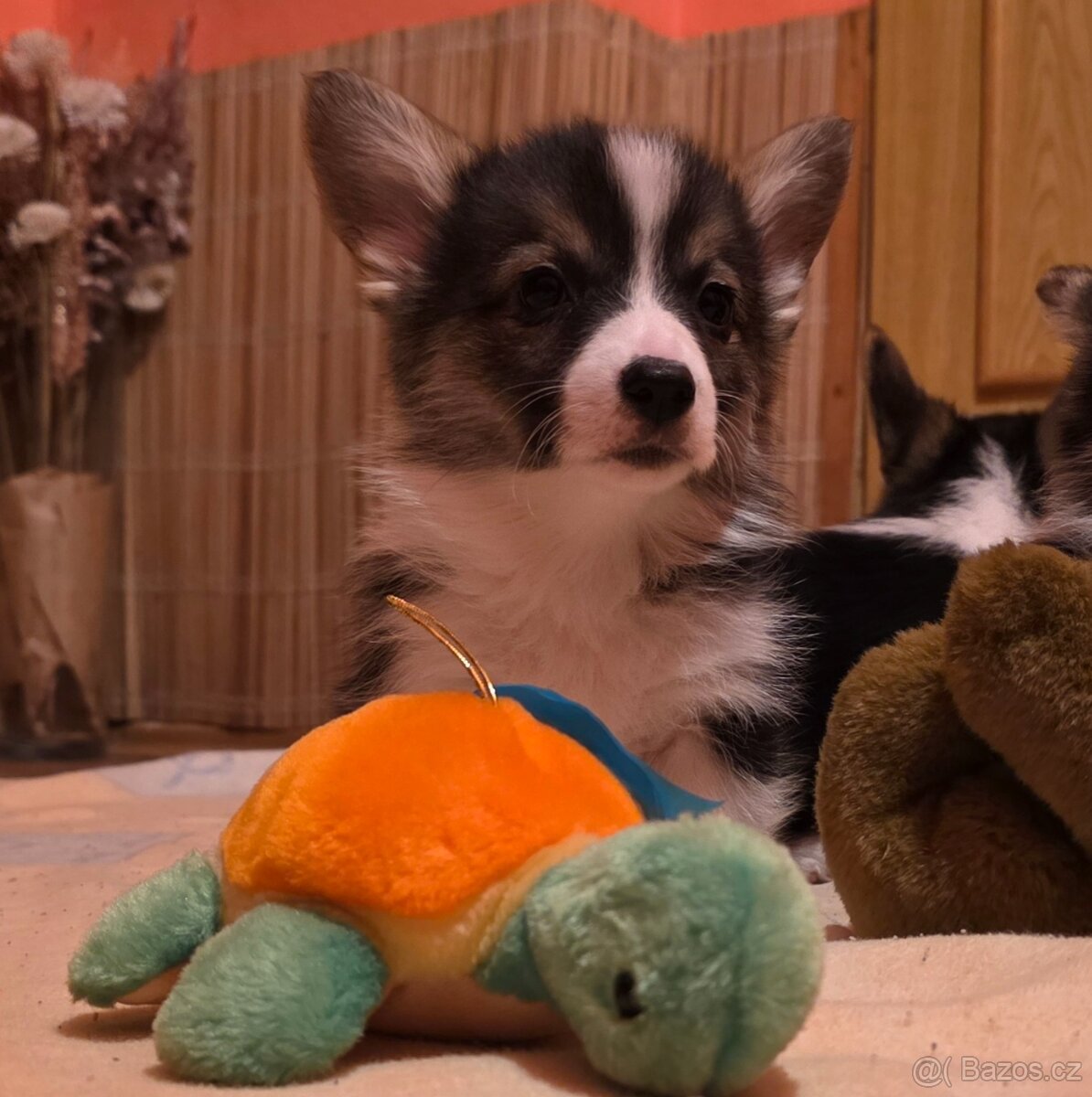 Welsh corgi pembroke s PP - 2