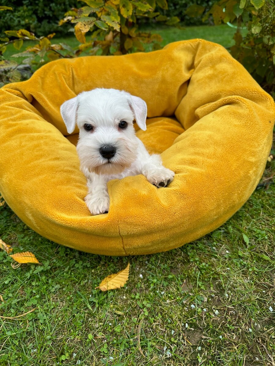 Knírač malý bílý - štěňátka s PP fenky - 2