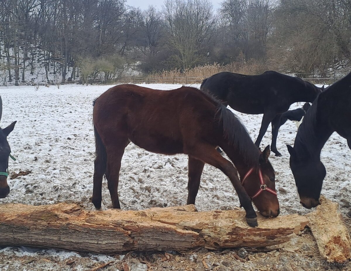 Anglický plnokrevník - 2