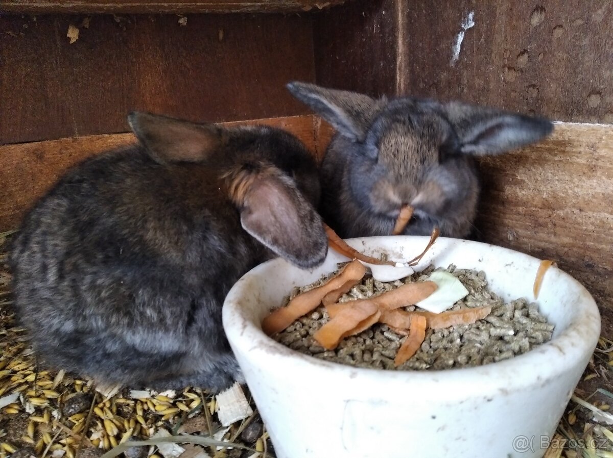 Zakrslý králík , beránek - 2