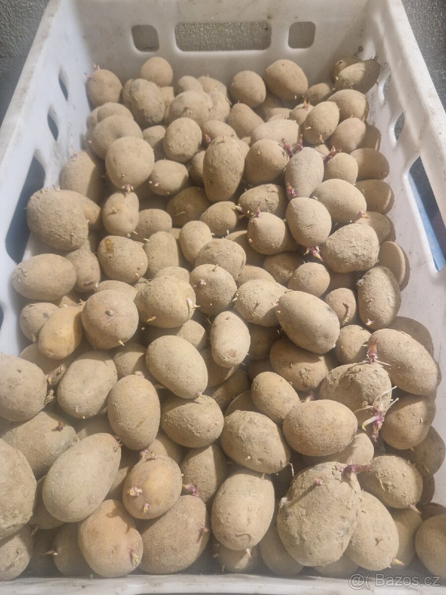 Sadbové brambory Simonnete - 2