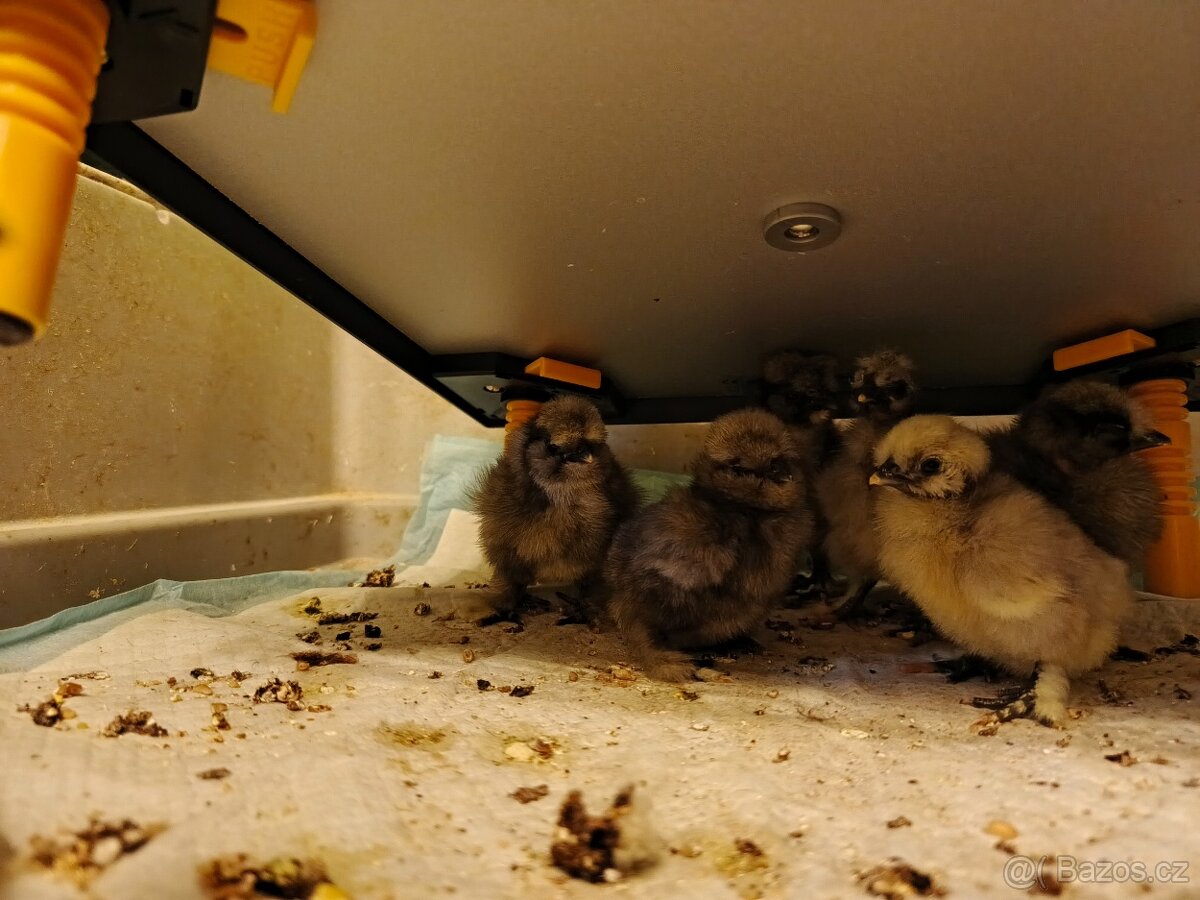 Hedvabnička usa kuřata - 2