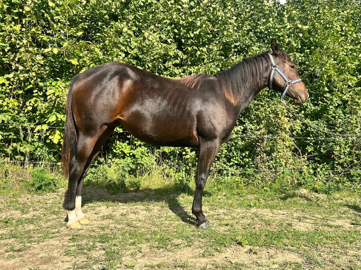 Perspektivní Paint Horse kobylka - 2