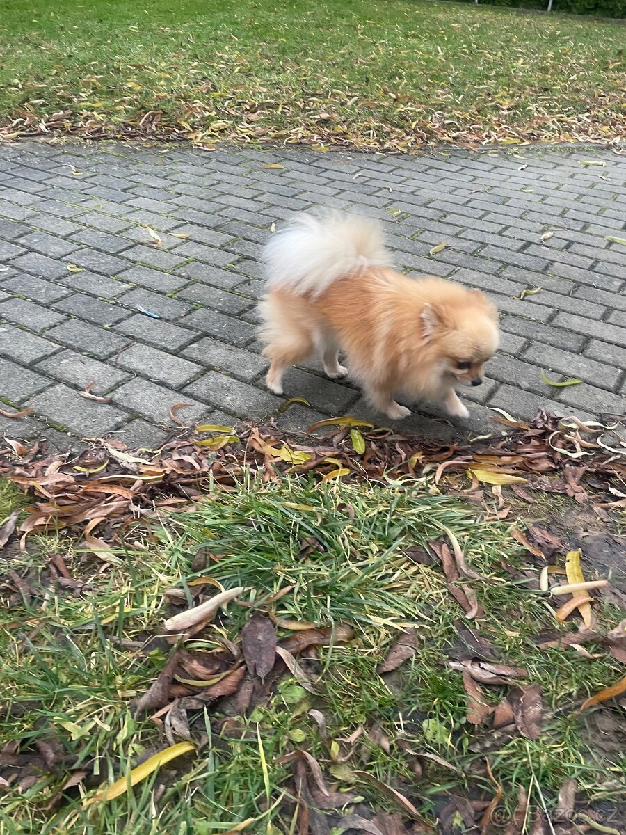 Pomeranian - 2