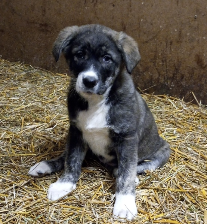 X kavkazský pastevecký pes - 2