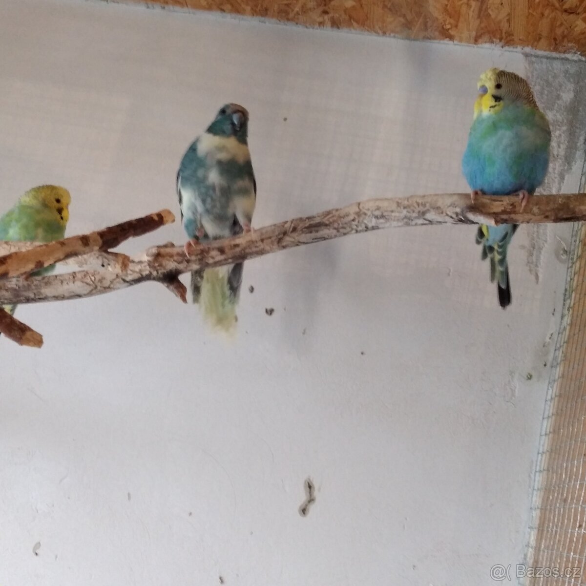 Kakariki rudočelý - 2