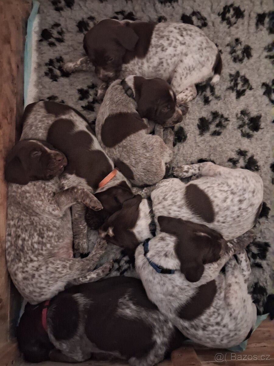 Německý ohař krátkosrstá štěňata - 2