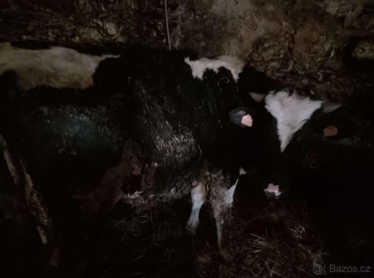 Prodám býky - 2