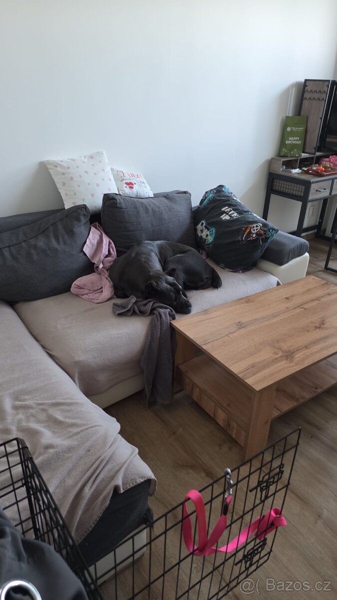 Cane Corso fena s PP - 2