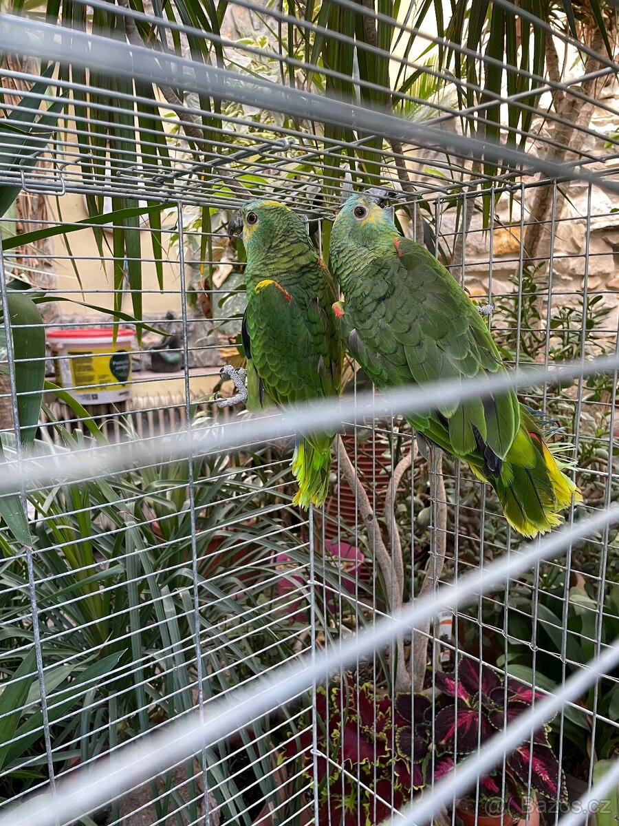 Amazoňan modročelý - 2