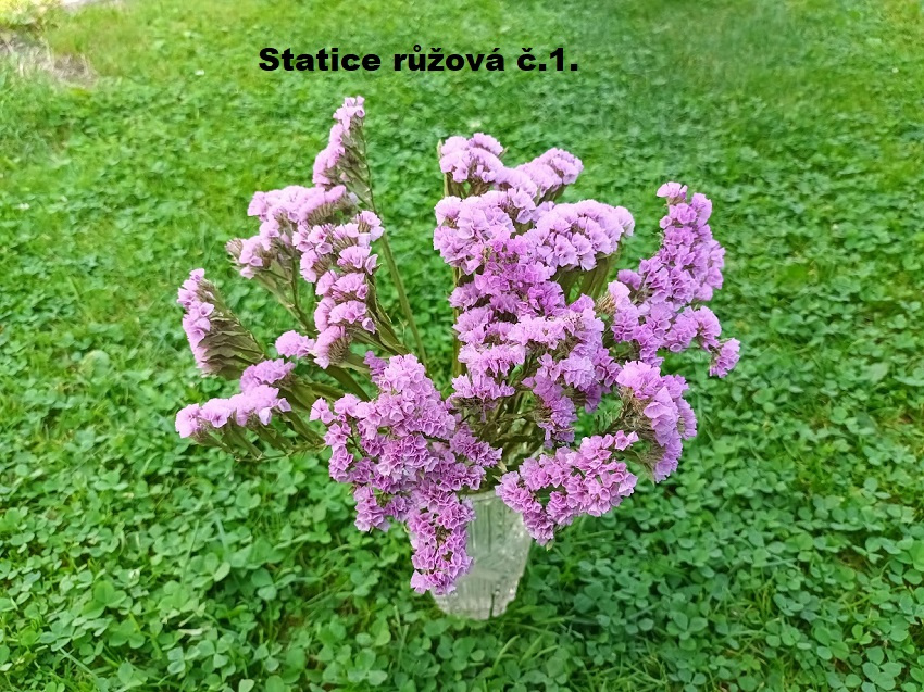 Sušené květiny - STATICE různé barvy. - 2