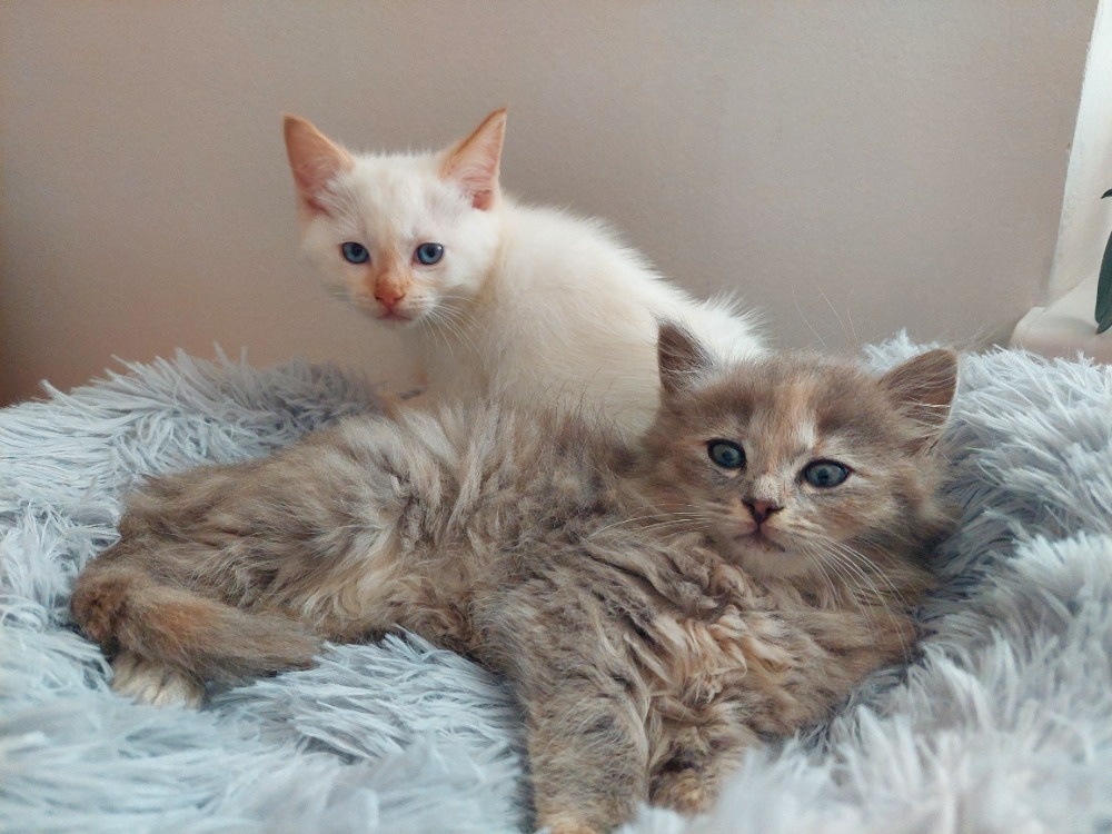 Ragdoll X - 2