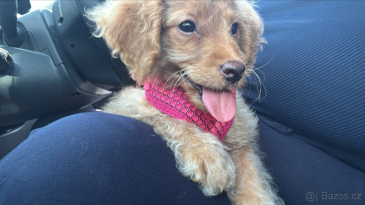Maltipoo Fena - 2