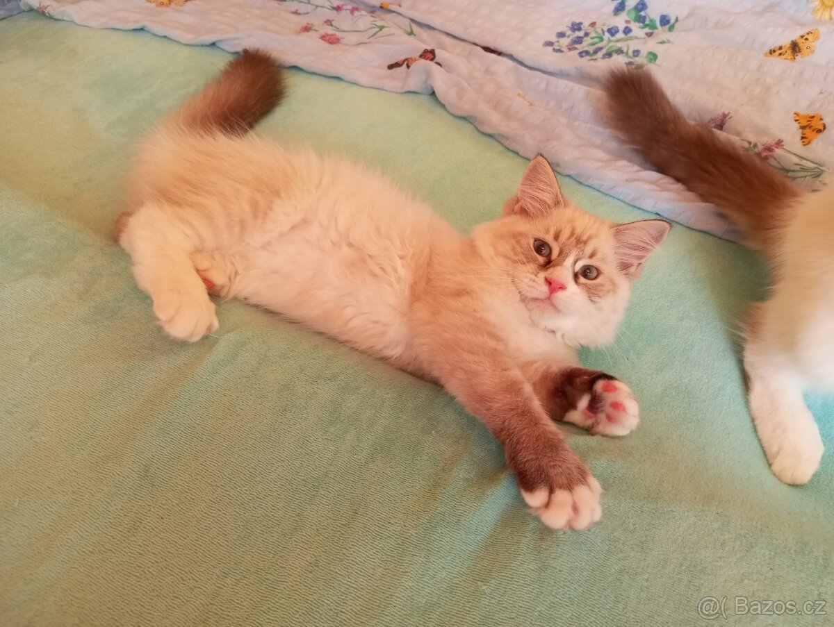 koťátka Ragdoll - 2