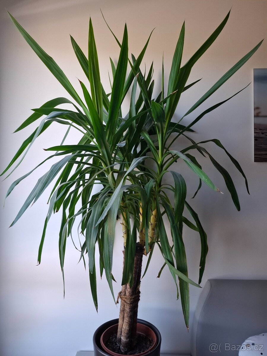 Juka, cca.150 cm - 2